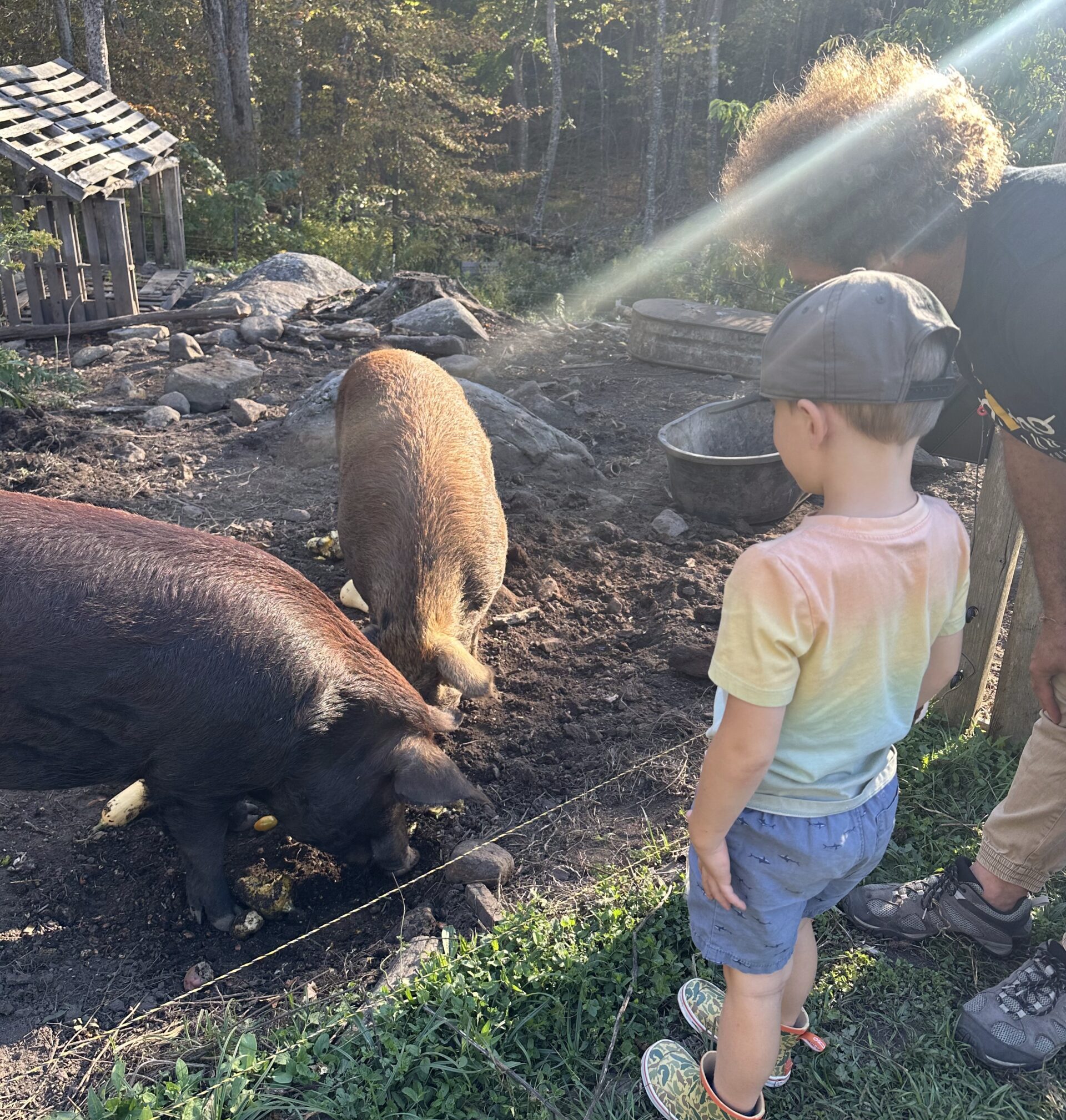 A child and an adult look at two brown pigs.