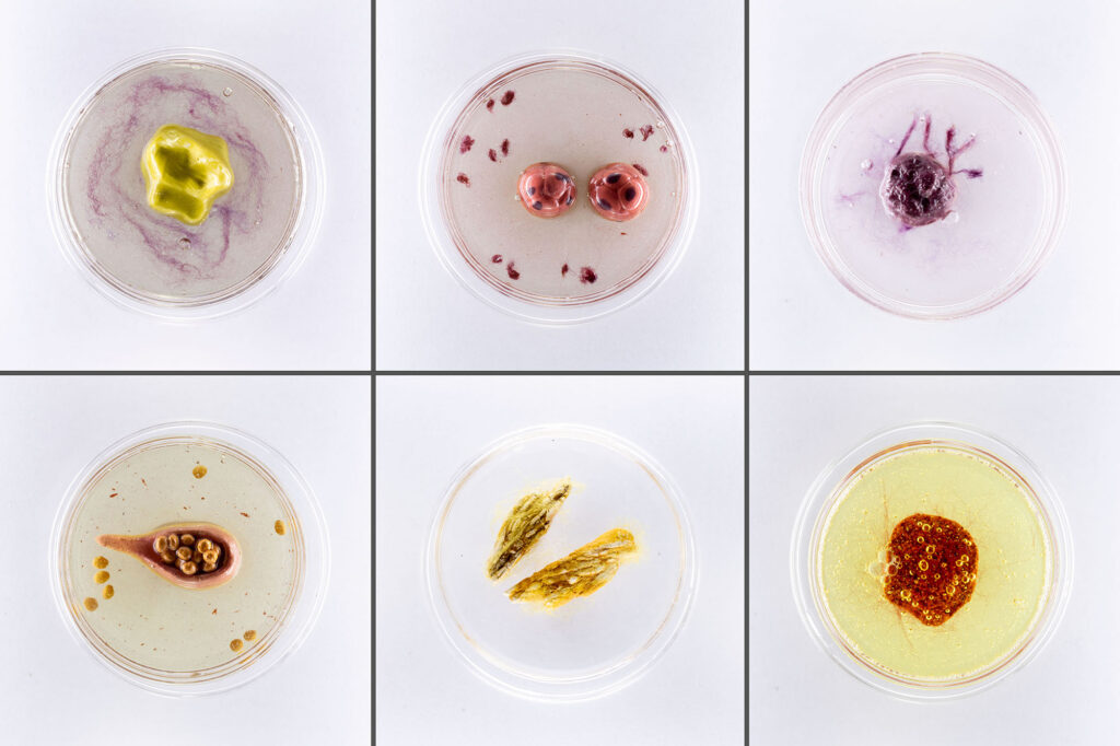 Six petri dishes seen from above with colorful ceramic cells and mixed-media dye within.